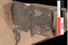 Foto (Detailansicht) von Xylomites daphnes Ettingshausen (NHMW-GEO-2024-0188-0060a)
